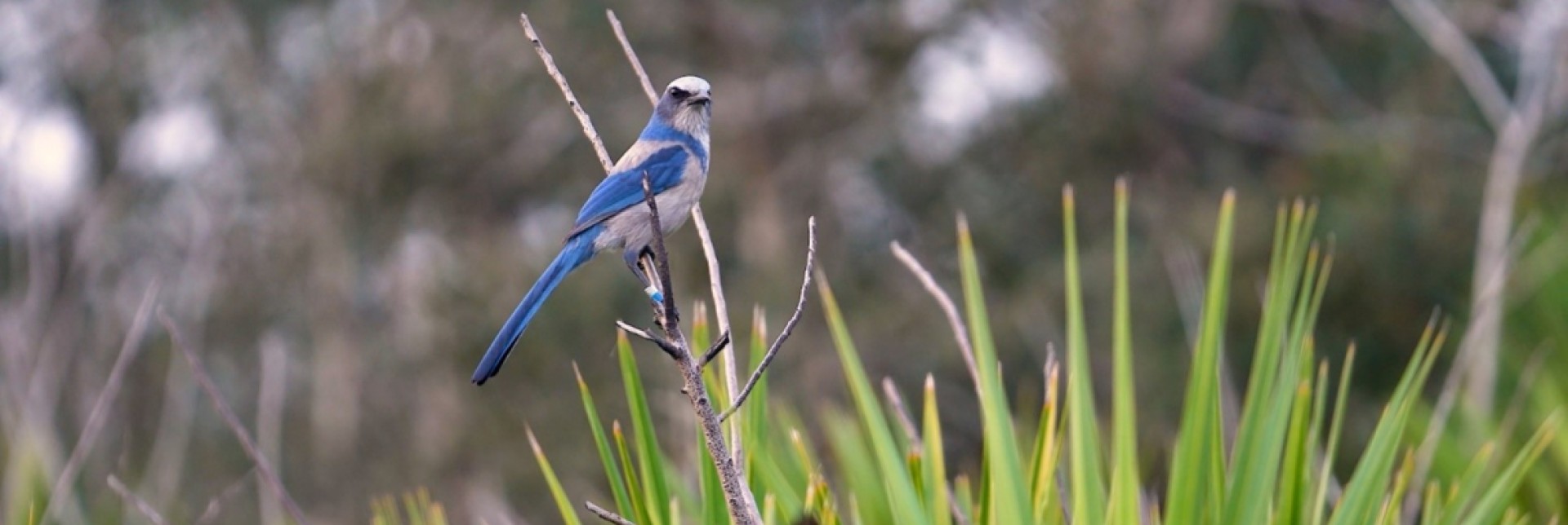 florida scrub jay article